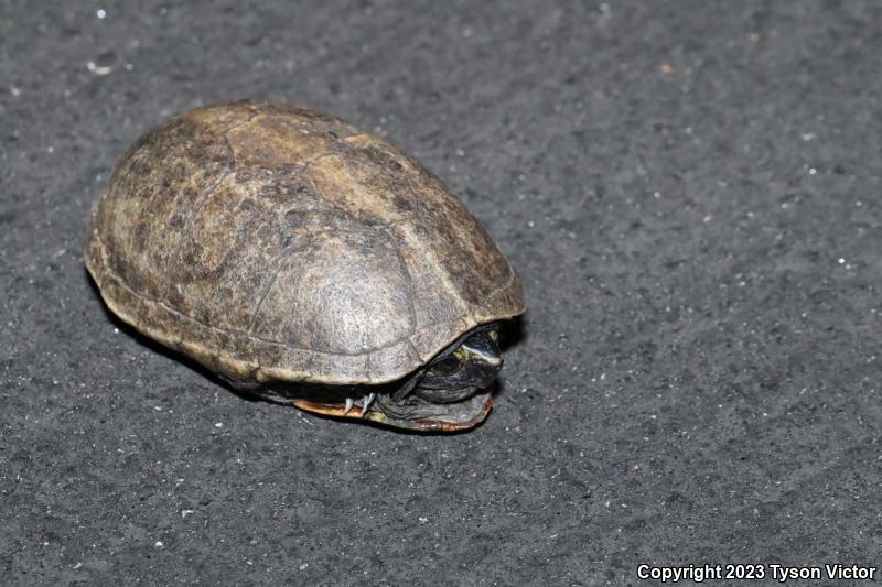 Striped Mud Turtle (Kinosternon baurii)