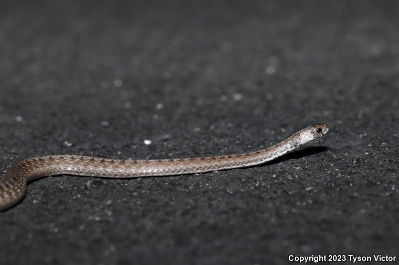 Florida Brownsnake (Storeria victa)