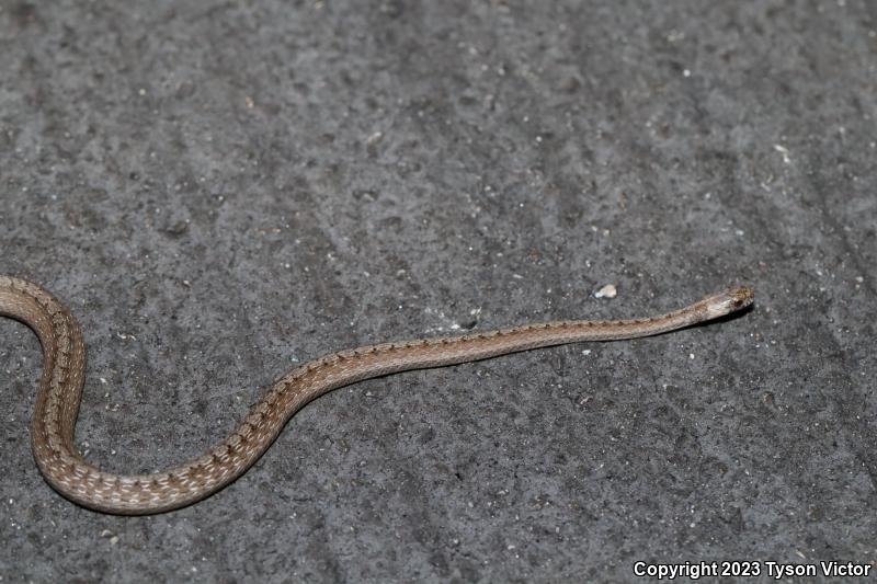 Florida Brownsnake (Storeria victa)