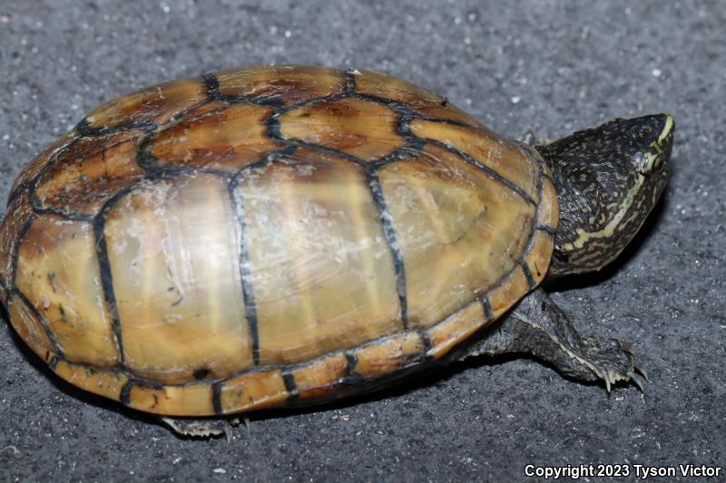 Striped Mud Turtle (Kinosternon baurii)