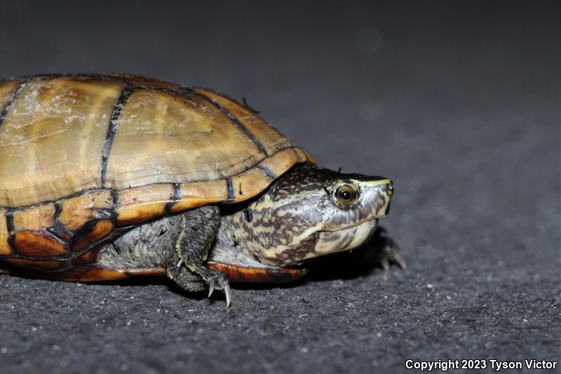 Striped Mud Turtle (Kinosternon baurii)