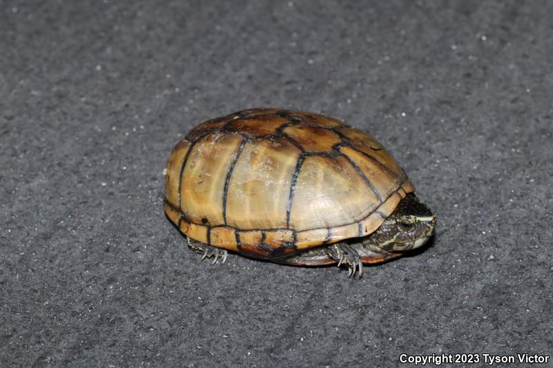 Striped Mud Turtle (Kinosternon baurii)