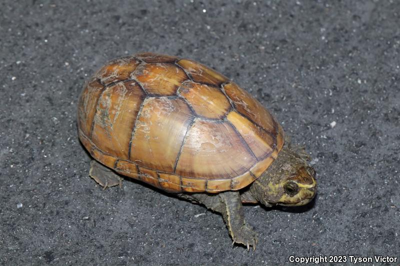 Striped Mud Turtle (Kinosternon baurii)