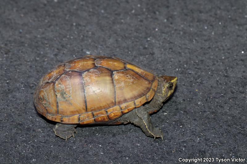 Striped Mud Turtle (Kinosternon baurii)