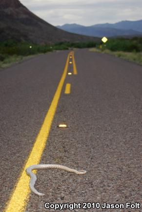 Bullsnake (Pituophis catenifer sayi)