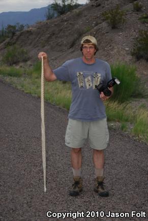 Bullsnake (Pituophis catenifer sayi)