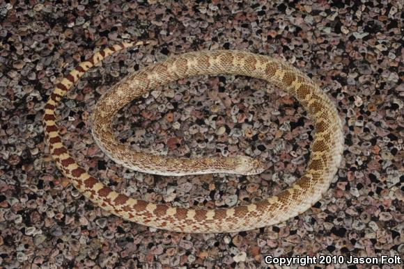 Bullsnake (Pituophis catenifer sayi)