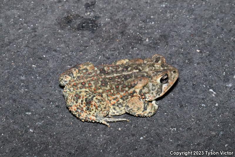 Southern Toad (Anaxyrus terrestris)