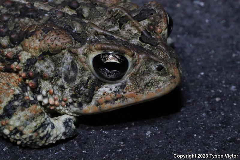 Southern Toad (Anaxyrus terrestris)