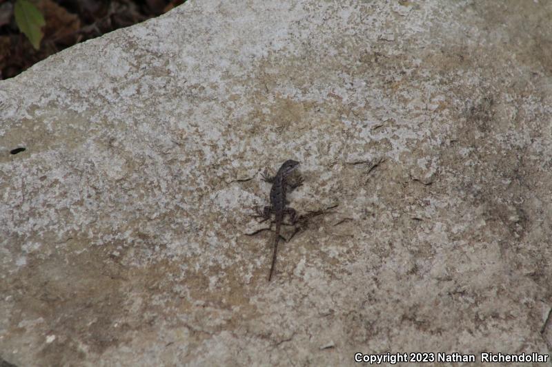 Prairie Lizard (Sceloporus consobrinus)