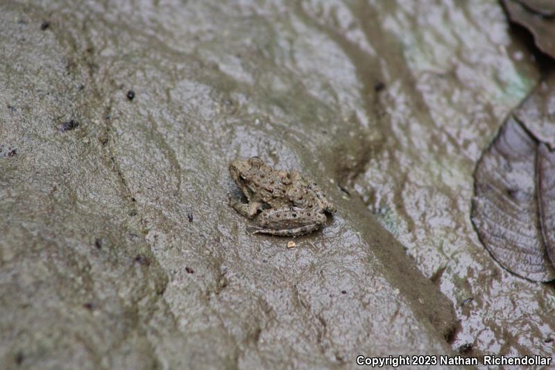 Northern Cricket Frog (Acris crepitans)