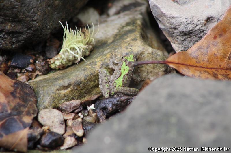 Northern Cricket Frog (Acris crepitans)