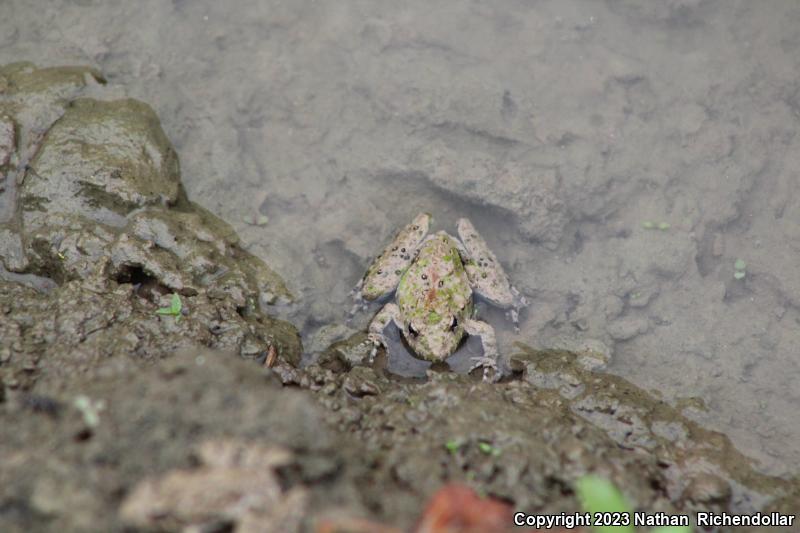 Northern Cricket Frog (Acris crepitans)