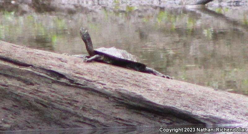 False Map Turtle (Graptemys pseudogeographica pseudogeographica)