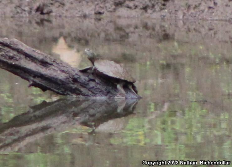 False Map Turtle (Graptemys pseudogeographica pseudogeographica)