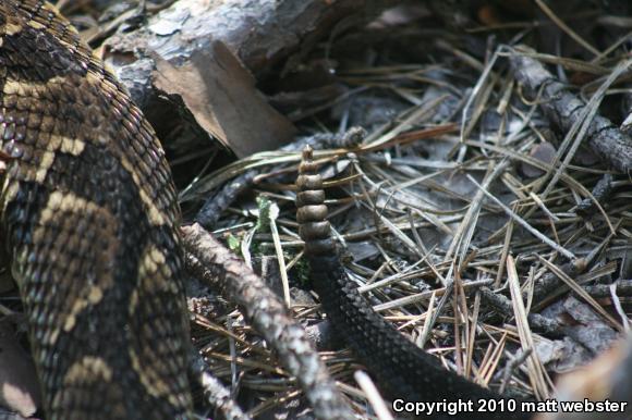 Timber Rattlesnake (Crotalus horridus)