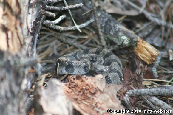 Timber Rattlesnake (Crotalus horridus)