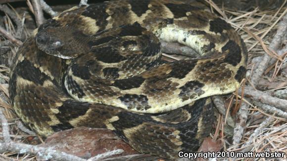 Timber Rattlesnake (Crotalus horridus)