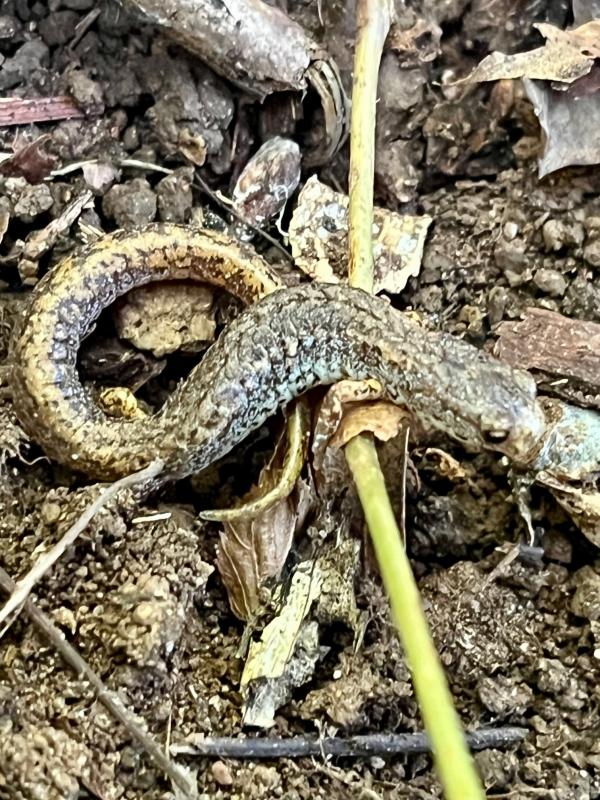 Four-toed Salamander (Hemidactylium scutatum)