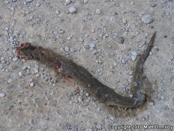 Eastern Hog-nosed Snake (Heterodon platirhinos)