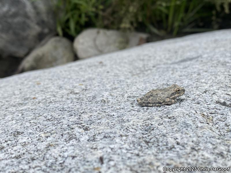 California Treefrog (Pseudacris cadaverina)