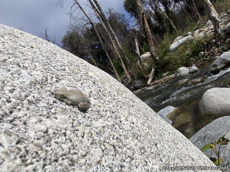 California Treefrog (Pseudacris cadaverina)