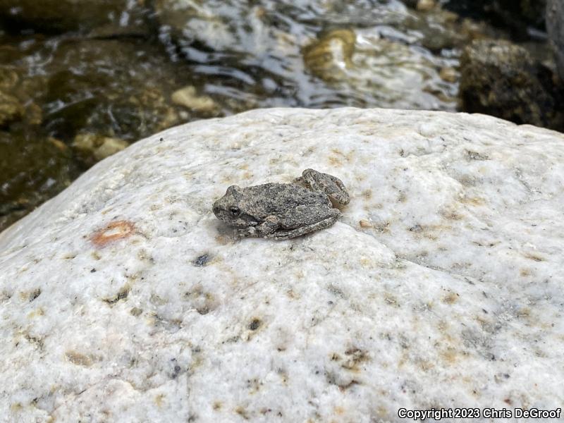 California Treefrog (Pseudacris cadaverina)