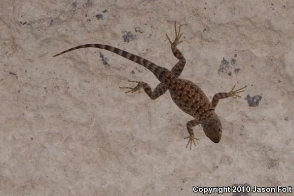 Presidio Canyon Lizard (Sceloporus merriami longipunctatus)