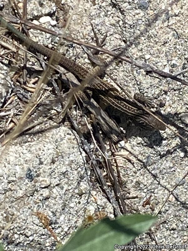 Coastal Whiptail (Aspidoscelis tigris stejnegeri)