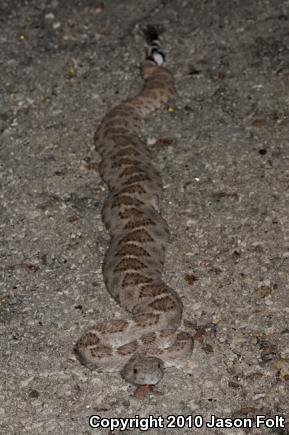 Western Diamond-backed Rattlesnake (Crotalus atrox)