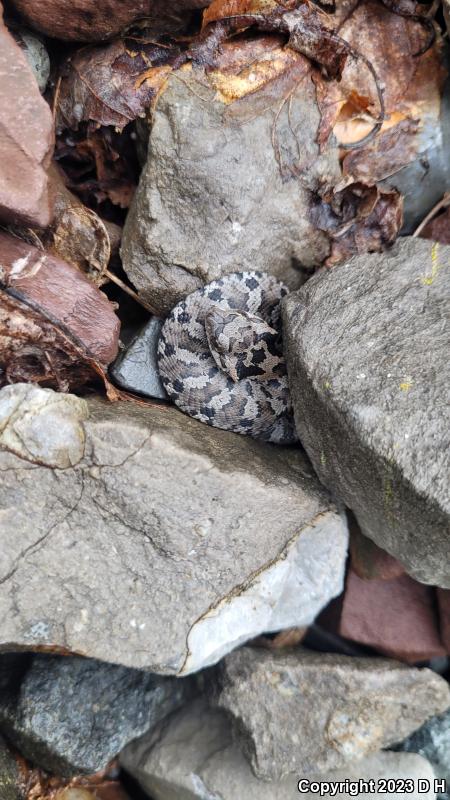 Eastern Hog-nosed Snake (Heterodon platirhinos)