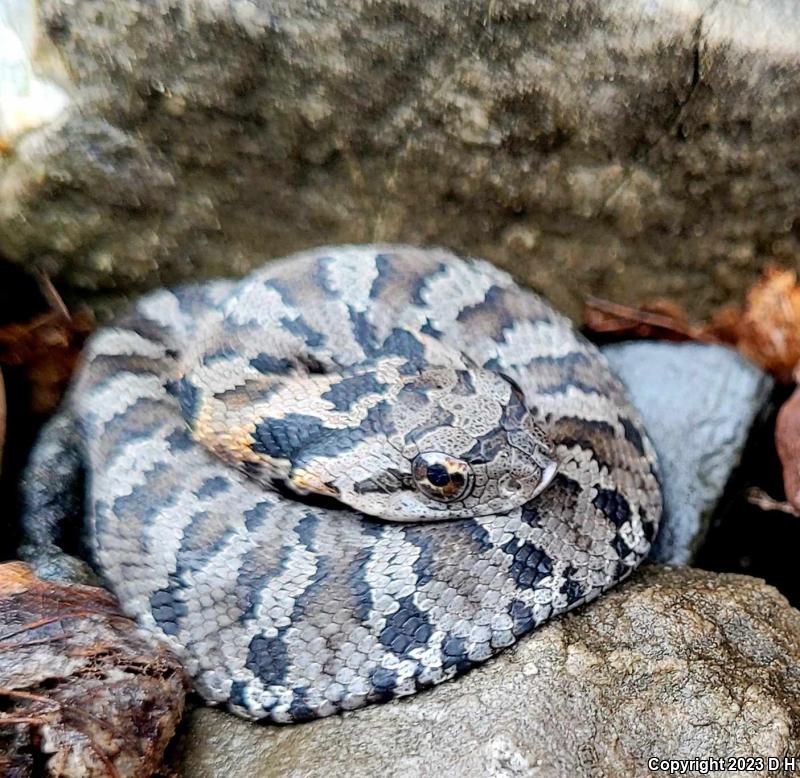 Eastern Hog-nosed Snake (Heterodon platirhinos)