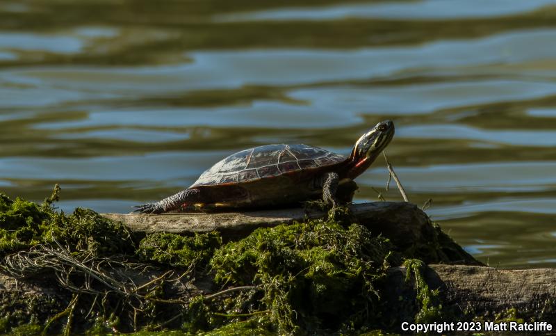 Midland Painted Turtle (Chrysemys picta marginata)