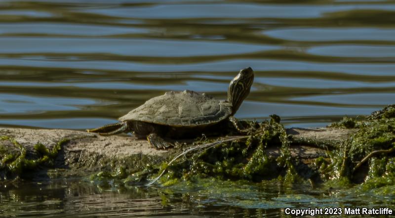 Northern Map Turtle (Graptemys geographica)