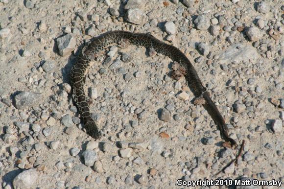 Eastern Yellow-bellied Racer (Coluber constrictor flaviventris)