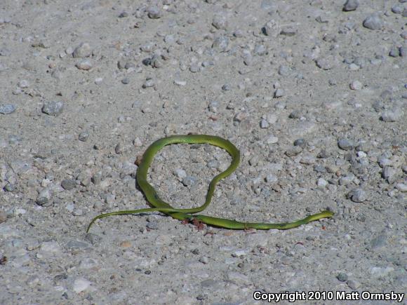 Northern Rough Greensnake (Opheodrys aestivus aestivus)