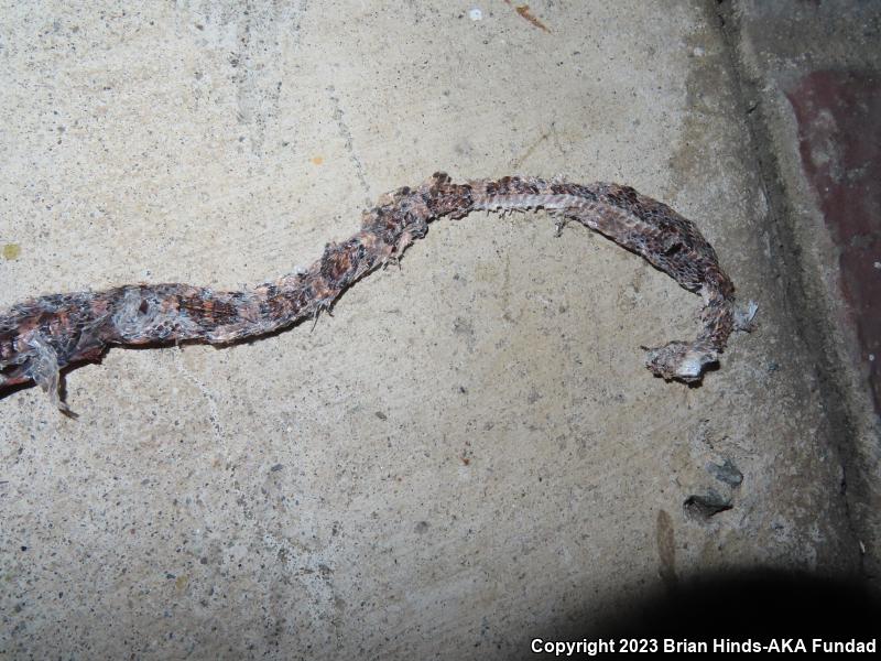 Baja California Lyresnake (Trimorphodon biscutatus lyrophanes)