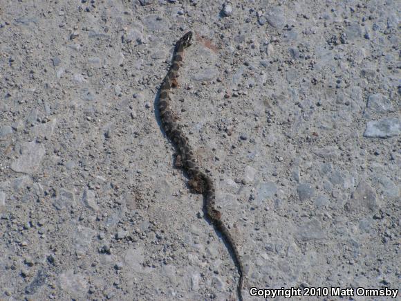 Northern Watersnake (Nerodia sipedon sipedon)