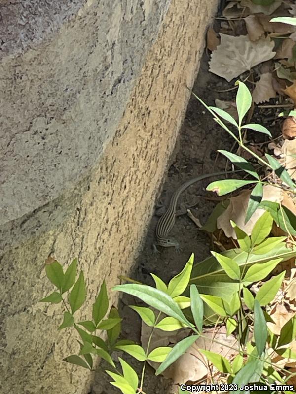 New Mexico Whiptail (Aspidoscelis neomexicana)