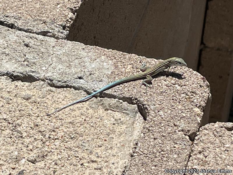 New Mexico Whiptail (Aspidoscelis neomexicana)