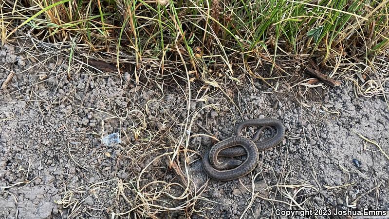 Wandering Gartersnake (Thamnophis elegans vagrans)