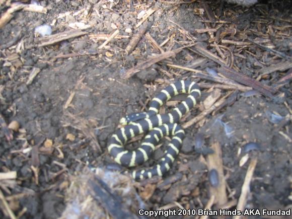 California Kingsnake (Lampropeltis getula californiae)