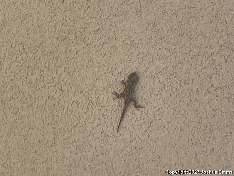 Eastern Side-blotched Lizard (Uta stansburiana stejnegeri)