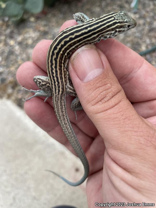 New Mexico Whiptail (Aspidoscelis neomexicana)