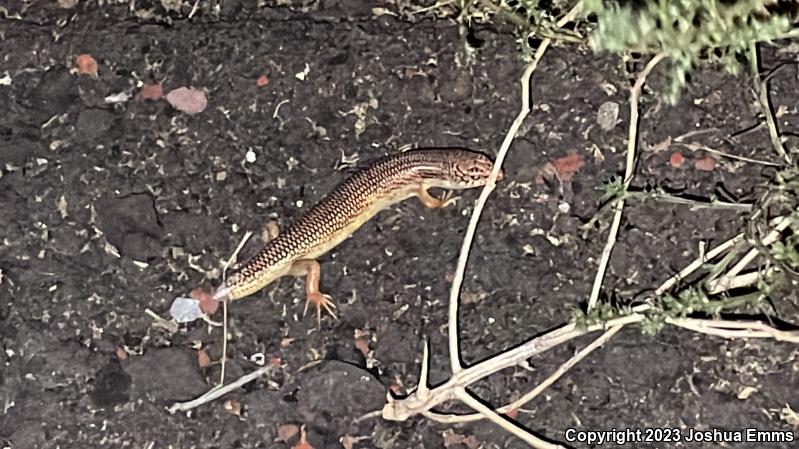 Great Plains Skink (Plestiodon obsoletus)