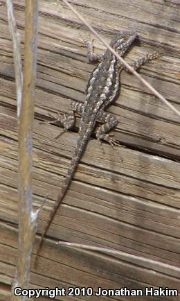 Great Basin Fence Lizard (Sceloporus occidentalis longipes)