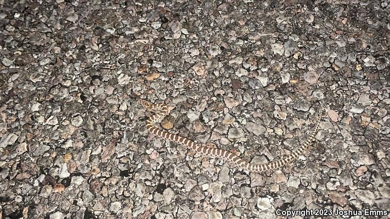 Painted Desert Glossy Snake (Arizona elegans philipi)