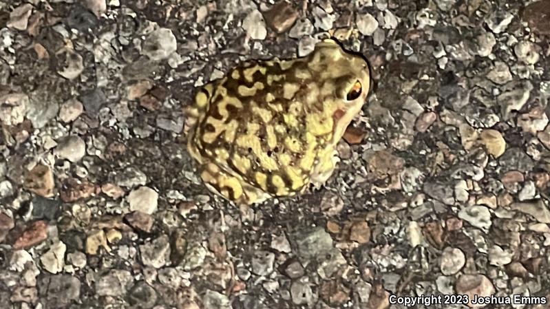 Couch's Spadefoot (Scaphiopus couchii)