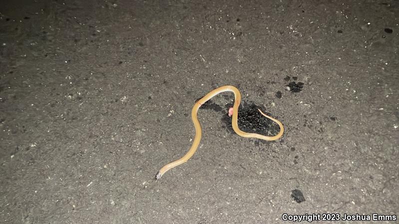 Plains Black-headed Snake (Tantilla nigriceps)