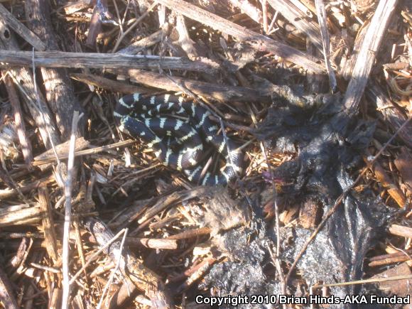 California Kingsnake (Lampropeltis getula californiae)